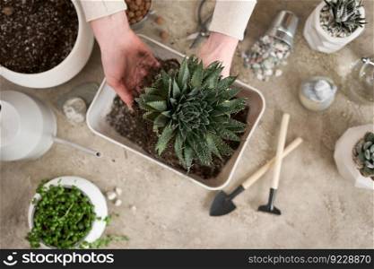 Woman holding Aloe Aristata house plant with roots for replanting.. Woman holding Aloe Aristata house plant with roots for replanting