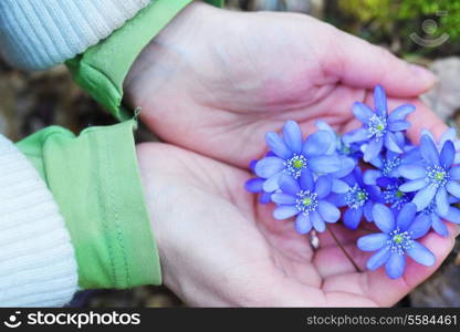 Woman holding blossoming blue flowers