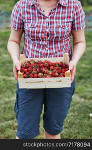 Woman holding container filled with fresh strawberries picked in home fruit garden. Candid people, real moments, authentic situations