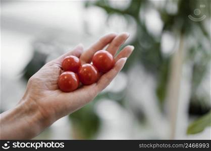 woman holding cultivated tomatoes her hand
