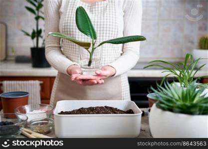 Woman holding Ficus elastica seedling with roots ready for transplantation in glass of water.. Woman holding Ficus elastica seedling with roots ready for transplantation in glass of water