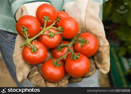 Woman holding fresh tomatoes