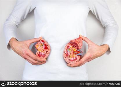 Woman holding model human kidney halves at white body