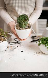 Woman holding potted Aeonium Succulent house plant in a white ceramic pot.. Woman holding potted Aeonium Succulent house plant in a white ceramic pot