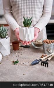 Woman holding Potted Succulent haworthia Plant in White ceramic Pot.. Woman holding Potted Succulent haworthia Plant in White ceramic Pot