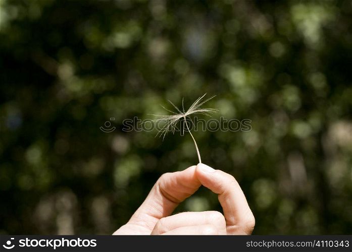 Woman holding remains of dandelion head