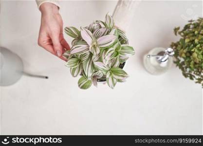 woman holding tradescantia pink clone potted plant indoors.. woman holding tradescantia pink clone potted plant indoors