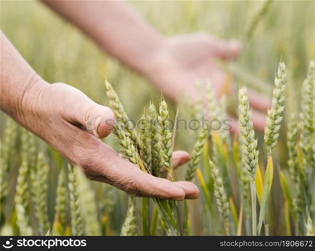 woman holding wheat her hands. High resolution photo. woman holding wheat her hands. High quality photo