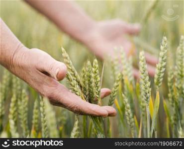 woman holding wheat her hands. High resolution photo. woman holding wheat her hands. High quality photo