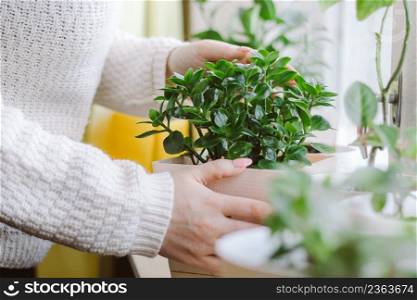 Woman holds pot with home plant in her hands. Eco-friendly lifestyle. Home gardening concept. Growing potted flowers.. Woman holds a pot with a home plant in her hands. Eco-friendly lifestyle. Home gardening concept. Growing potted flowers.