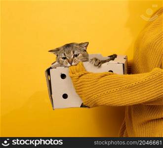 woman in an orange sweater holds an adult Scottish Straight cat in a paper box on a yellow background.