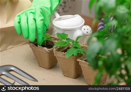 Woman in green gloves grows plants in paper cups. Plant growing at home