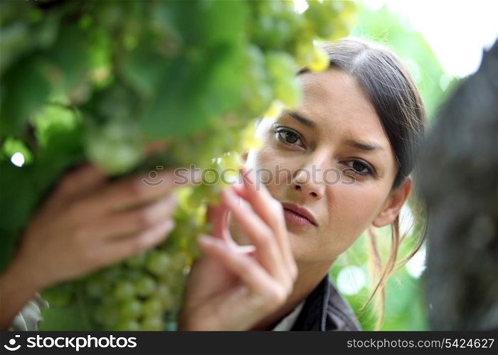 Woman inspecting grapes in a vineyard