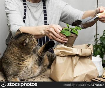 woman is planting plants in paper plastic cups on the table, next to an adult gray cat lies. Homework growing sprouts 