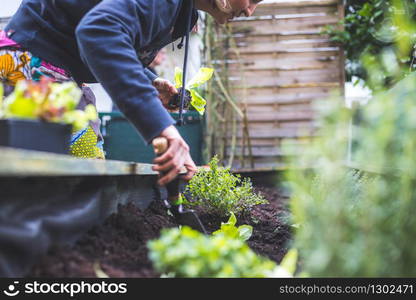 Woman is planting vegetables and herbs in raised bed. Fresh plants and soil.