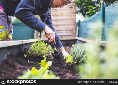 Woman is planting vegetables and herbs in raised bed. Fresh plants and soil.