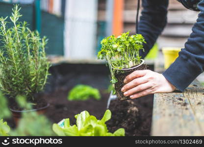 Woman is planting vegetables and herbs in raised bed. Fresh plants and soil. Cress.