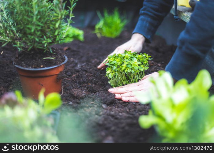 Woman is planting vegetables and herbs in raised bed. Fresh plants and soil. Cress.