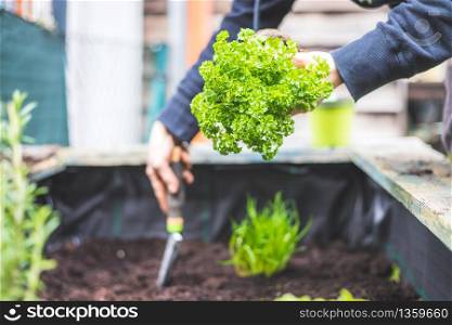 Woman is planting vegetables and herbs in raised bed. Fresh plants and soil. Parsley.