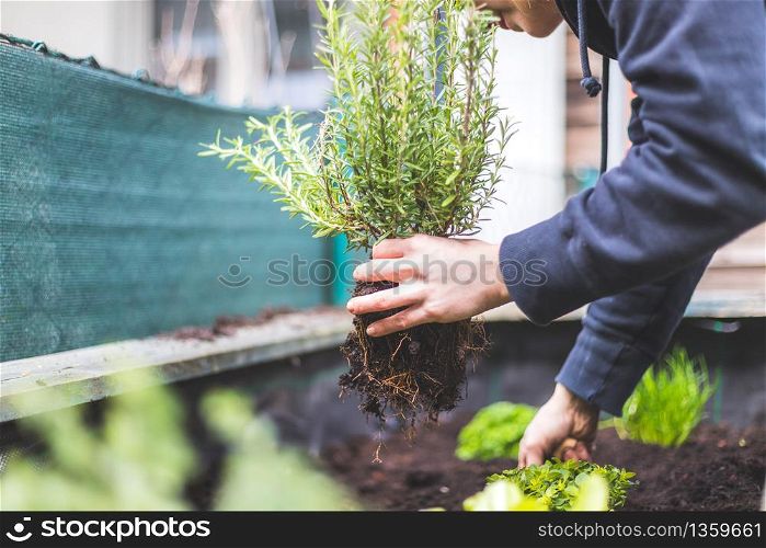 Woman is planting vegetables and herbs in raised bed. Fresh plants and soil. Rosmary