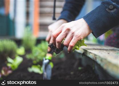 Woman is planting vegetables and herbs in raised bed. Fresh plants and soil. Salad
