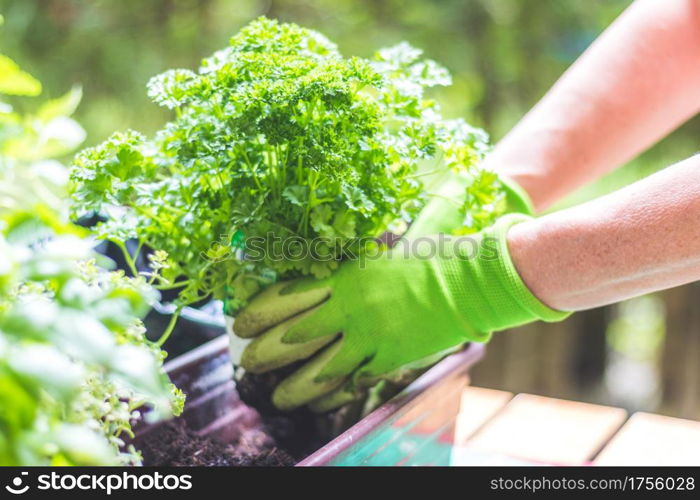 Woman is planting vegetables and herbs, urban gardening. Fresh plants and soil.