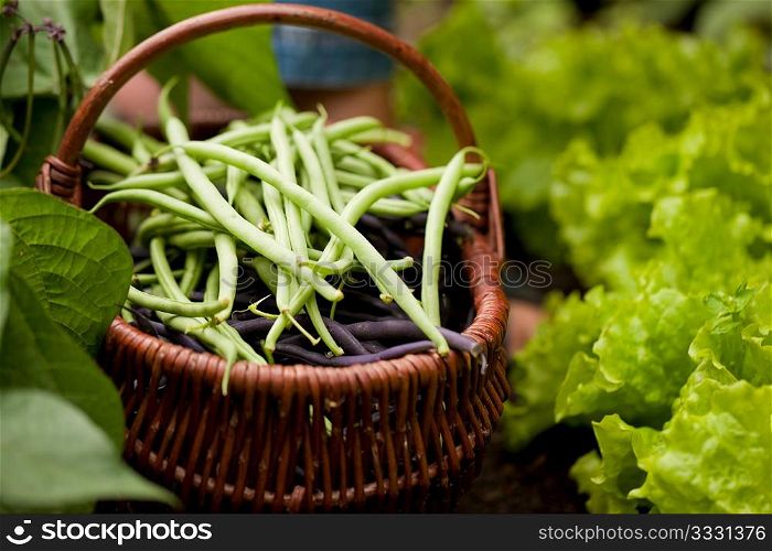 Woman - just feet to be seen - harvesting green string beans in her garden, cutting them with a knife and putting them in a basket, FOCUS ON THE BASKET