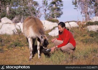 Woman Kneeling Down To Feed A Llama In A Mountain Meadow