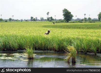 Woman on the rice field and pond in Myanmar