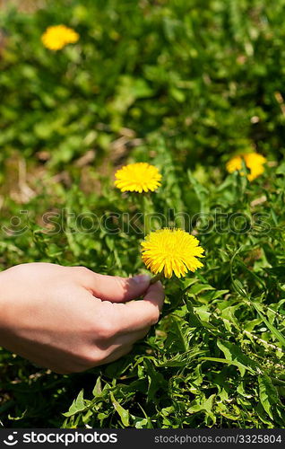 Woman - only hand to be seen - is picking dandelion on a meadow in spring