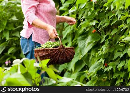 Woman - only torso to be seen - harvesting beans in her garden and putting them in a basket