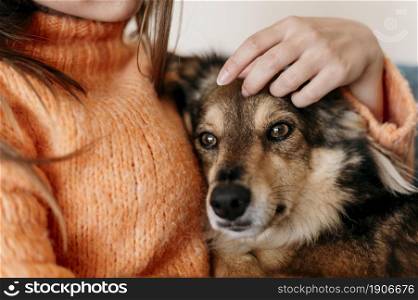 woman petting adorable dog. High resolution photo. woman petting adorable dog. High quality photo
