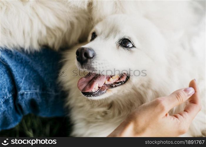 woman petting adorable dog. Resolution and high quality beautiful photo. woman petting adorable dog. High quality and resolution beautiful photo concept