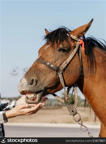 woman petting adorable horse
