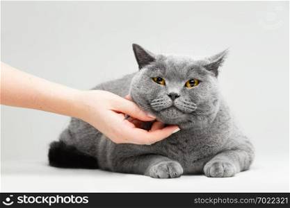 Woman petting cute cat on the floor. Domestic animal, British shorthair cat.. Woman petting cute cat on the floor.