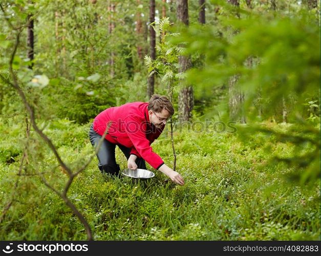 Woman pick up blueberries in the woods - copy space