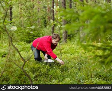 Woman pick up blueberries in the woods - copy space
