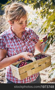 Woman picking cherries in orchard. Gardener working in garden. Farmer holding basket with ripe fruits