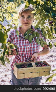 Woman picking cherries in orchard. Gardener working in garden. Farmer holding basket with ripe fruits