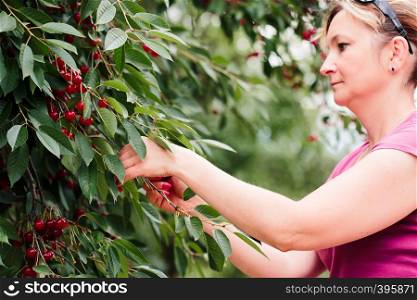 Woman picking cherry berries from tree
