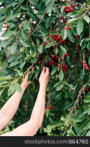 Woman picking cherry berries from tree