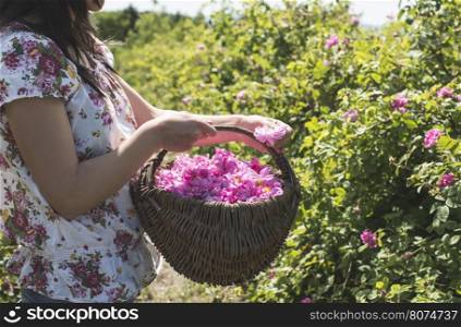 Woman picking color of oilseed roses. Harvest roses.