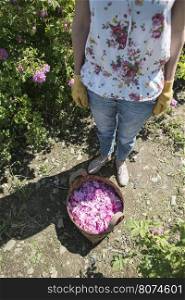 Woman picking color of oilseed roses. Rose plantation.
