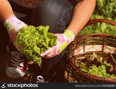 woman picking fresh lettuce from her garden. Lettuce put in a basket .. woman picking fresh lettuce from her garden .Lettuce put in a basket