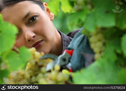 Woman picking grapes