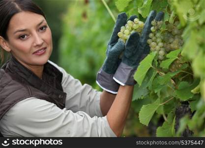 Woman picking grapes in a vineyard