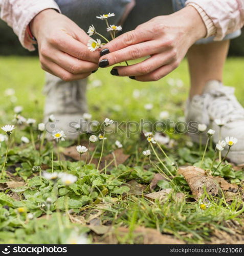 woman picking little white flowers from land