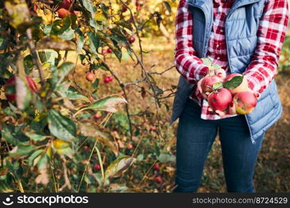 Woman picking ripe apples on farm. Farmer grabbing apples from tree in orchard. Fresh healthy fruits ready to pick on fall season. Agricultural industry. Harvest time in countryside