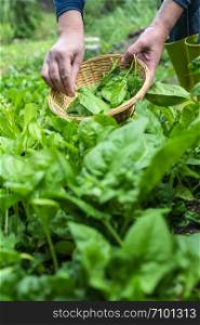 Woman picking spinach in organic farm. Bio vegetable food concept. Home garden.