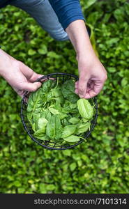 Woman picking spinach in organic farm. Bio vegetable food concept. Home garden.